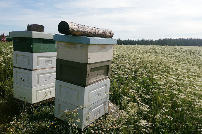 Bienenvöler von Pertti Harmaala